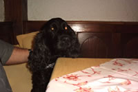 4. Volvofan.at Ausfahrt am 16.10.2004-v04_235.jpg