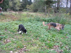 8. Volvofan.at Ausfahrt 13. und 14.10.2007-volvoausfahrt08_015.jpg